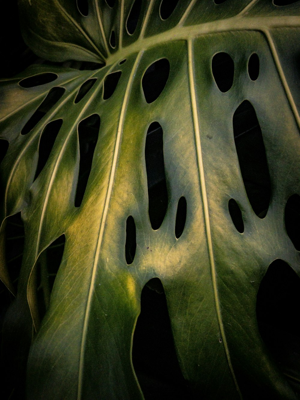 green leafed plants