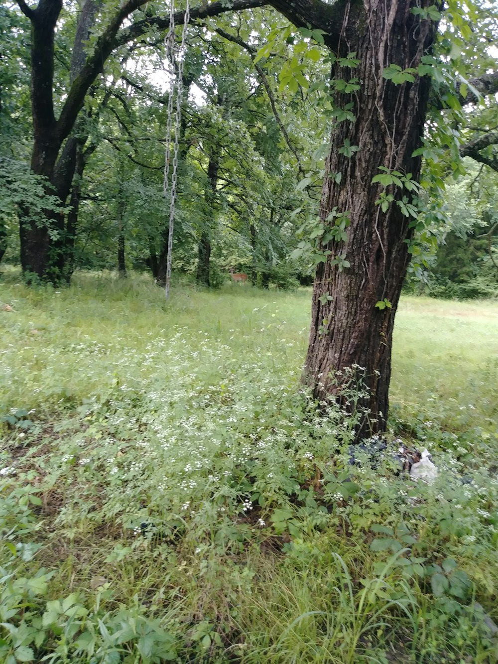 grass and tree covered field during day