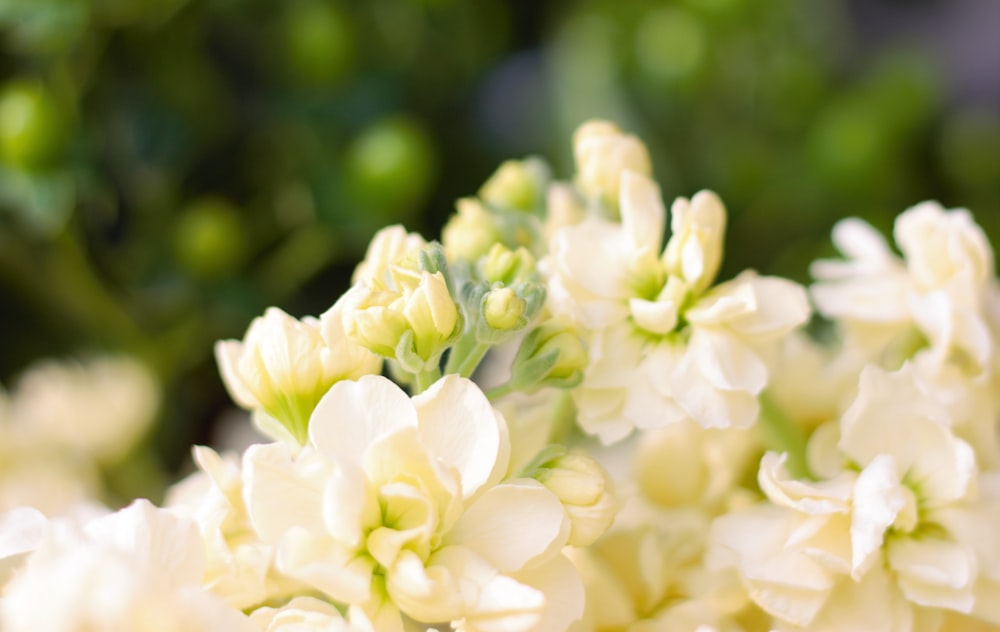 white-petaled flowers