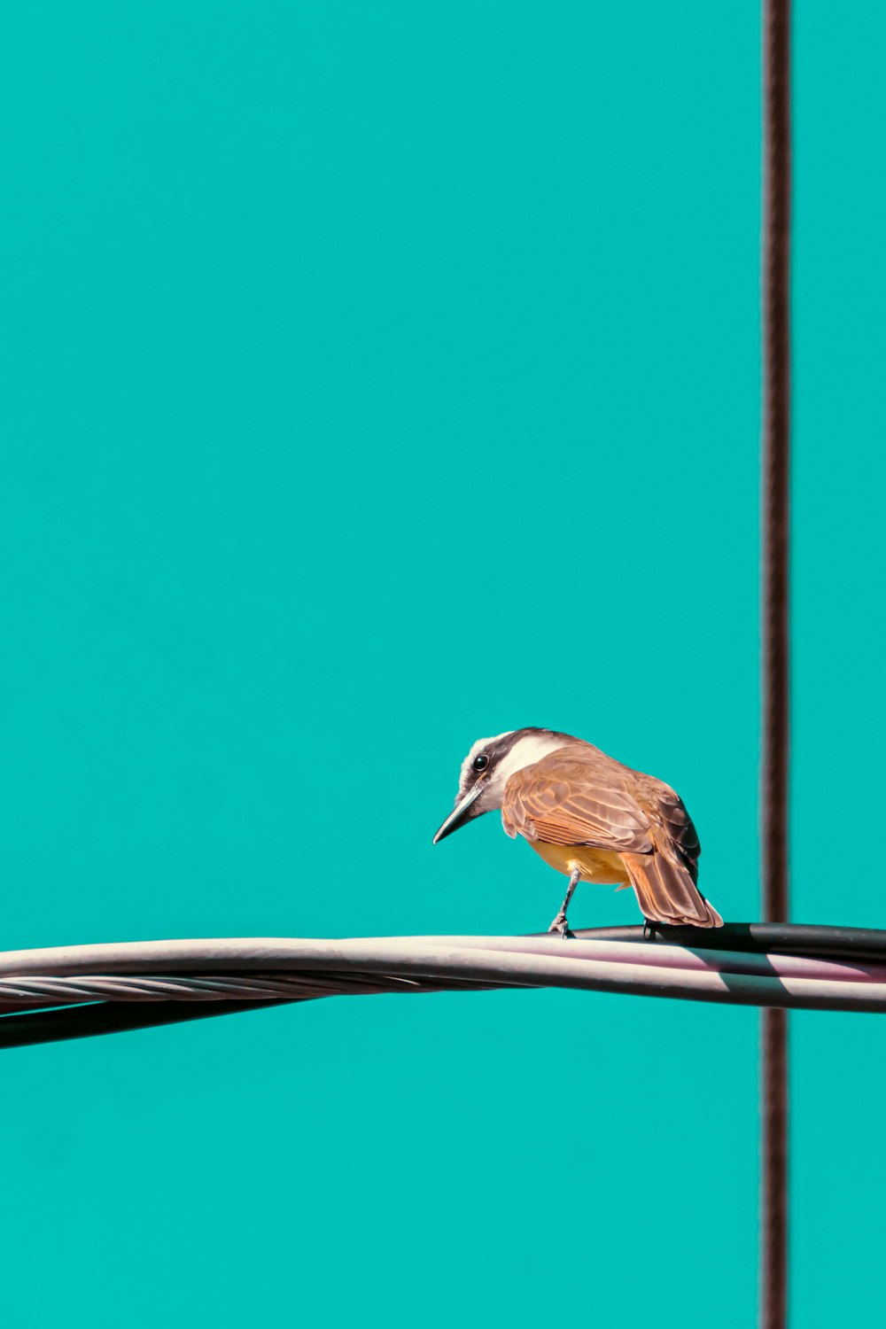 Foto de enfoque selectivo de pájaro marrón y blanco