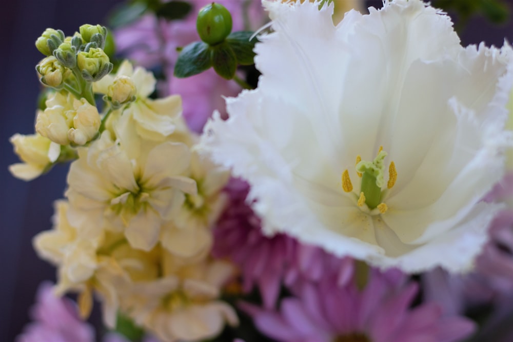 white petaled flower