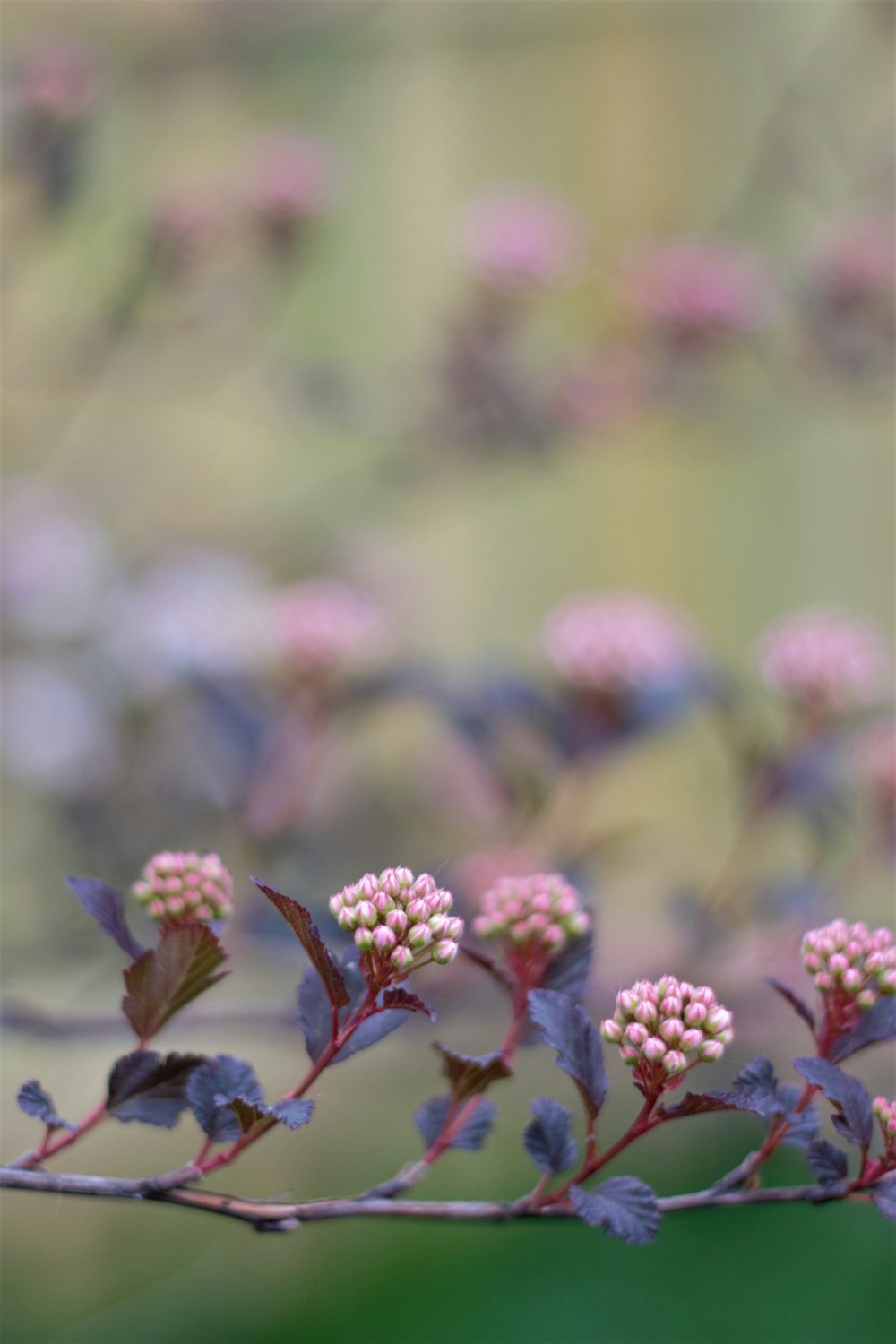 pink petaled flower