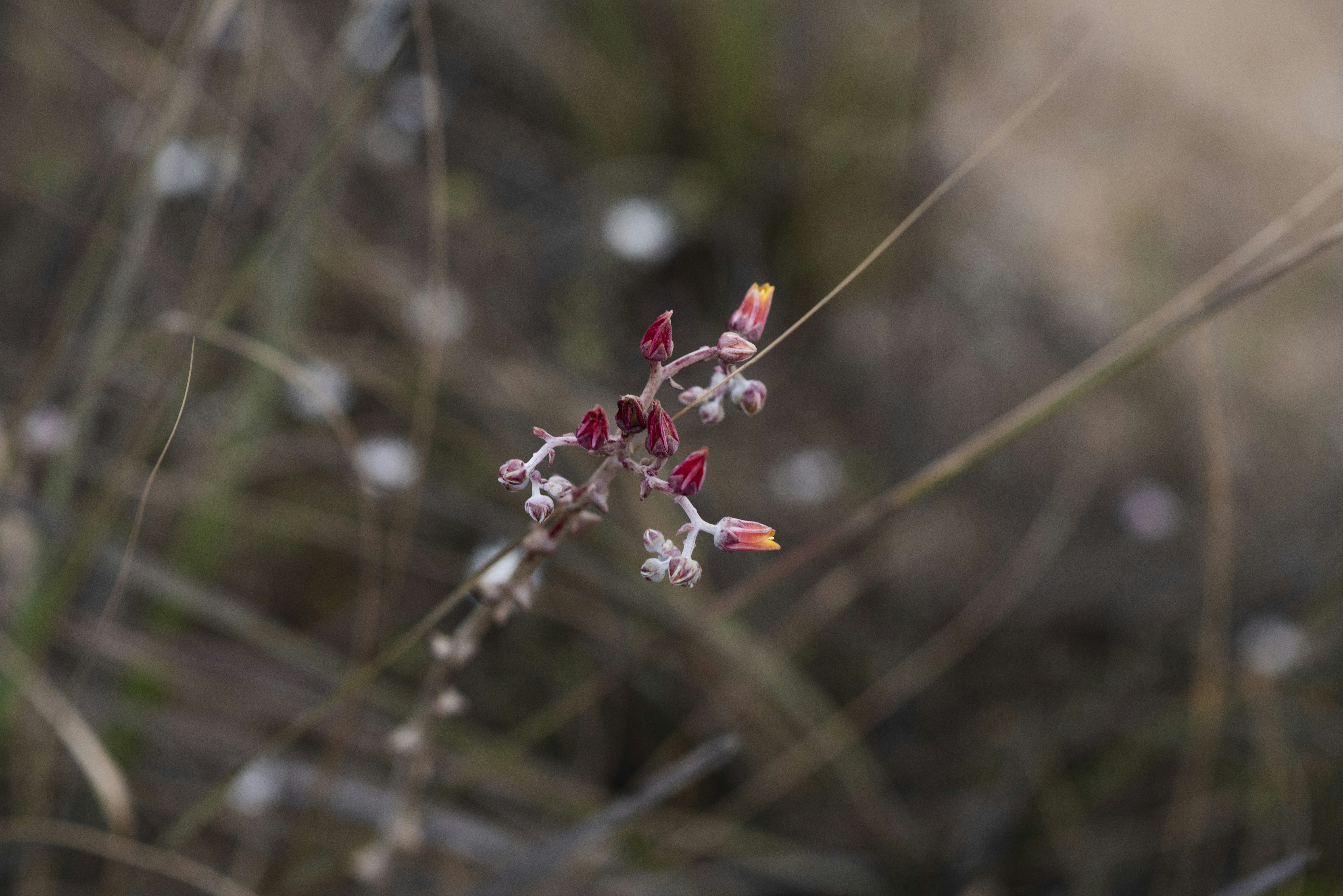 Photo by silverkrypt