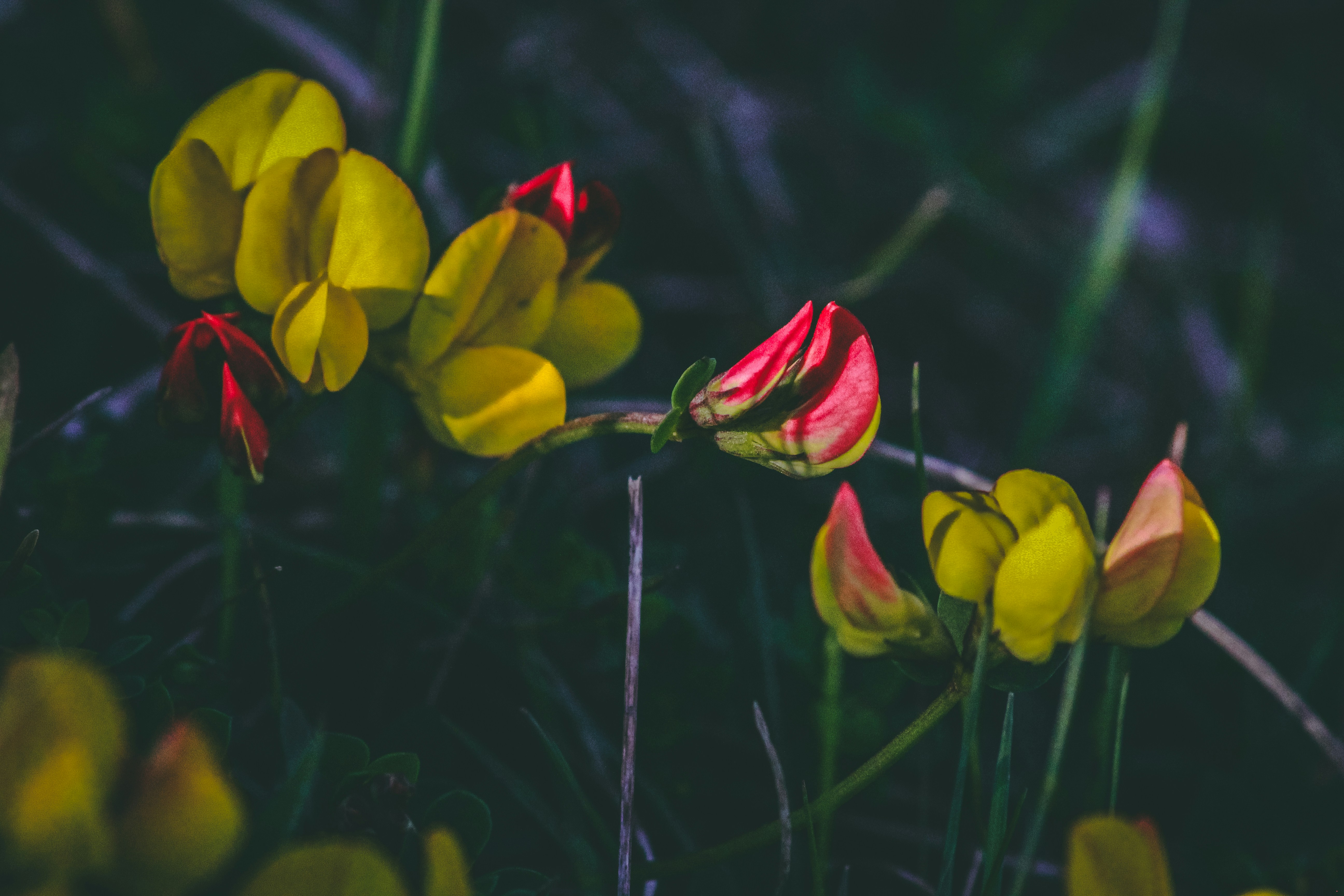 Photo by lokisprints