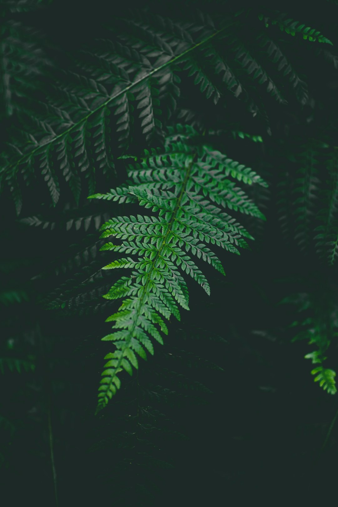 selective focus photo of green-leafed plant