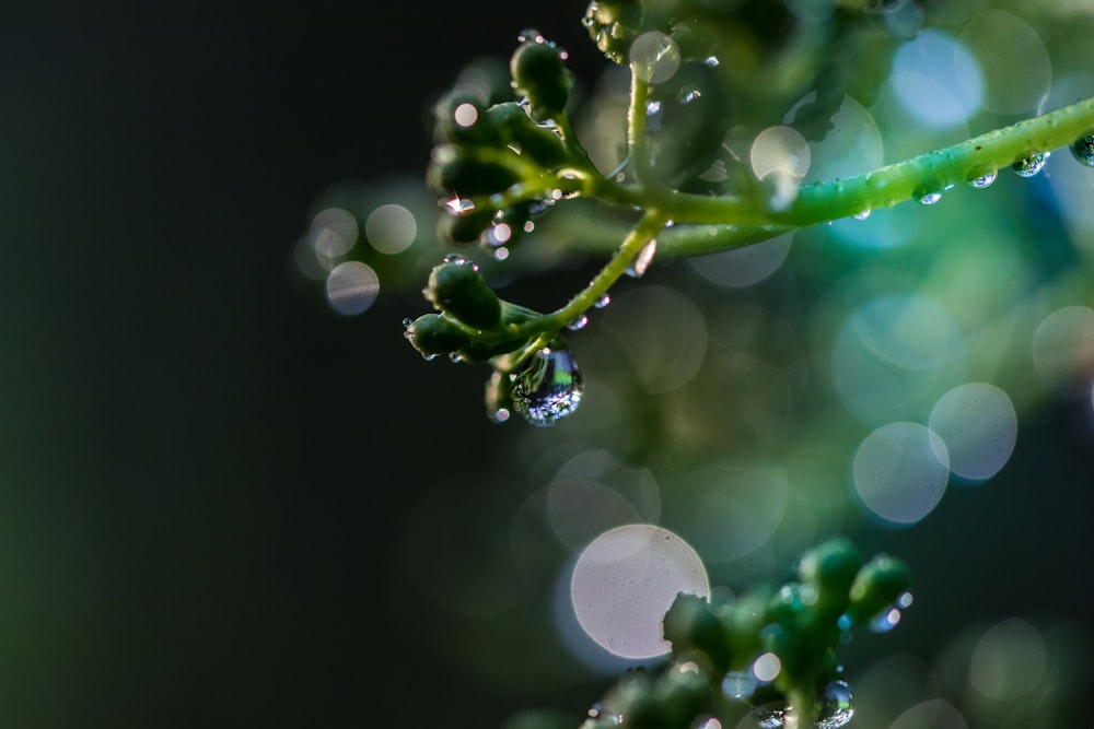 green plant selective focus photography