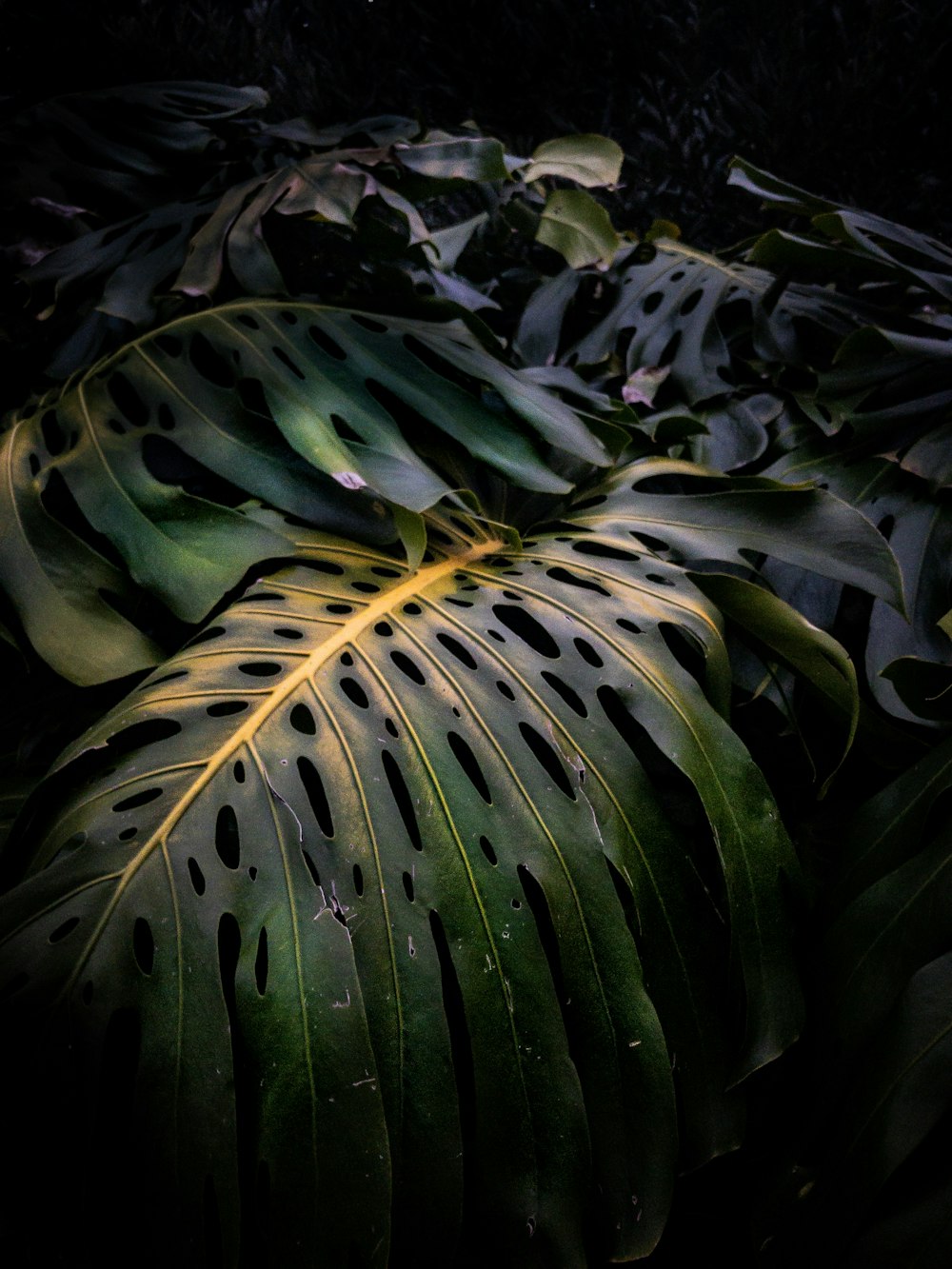 selective focus photo of three green leaves