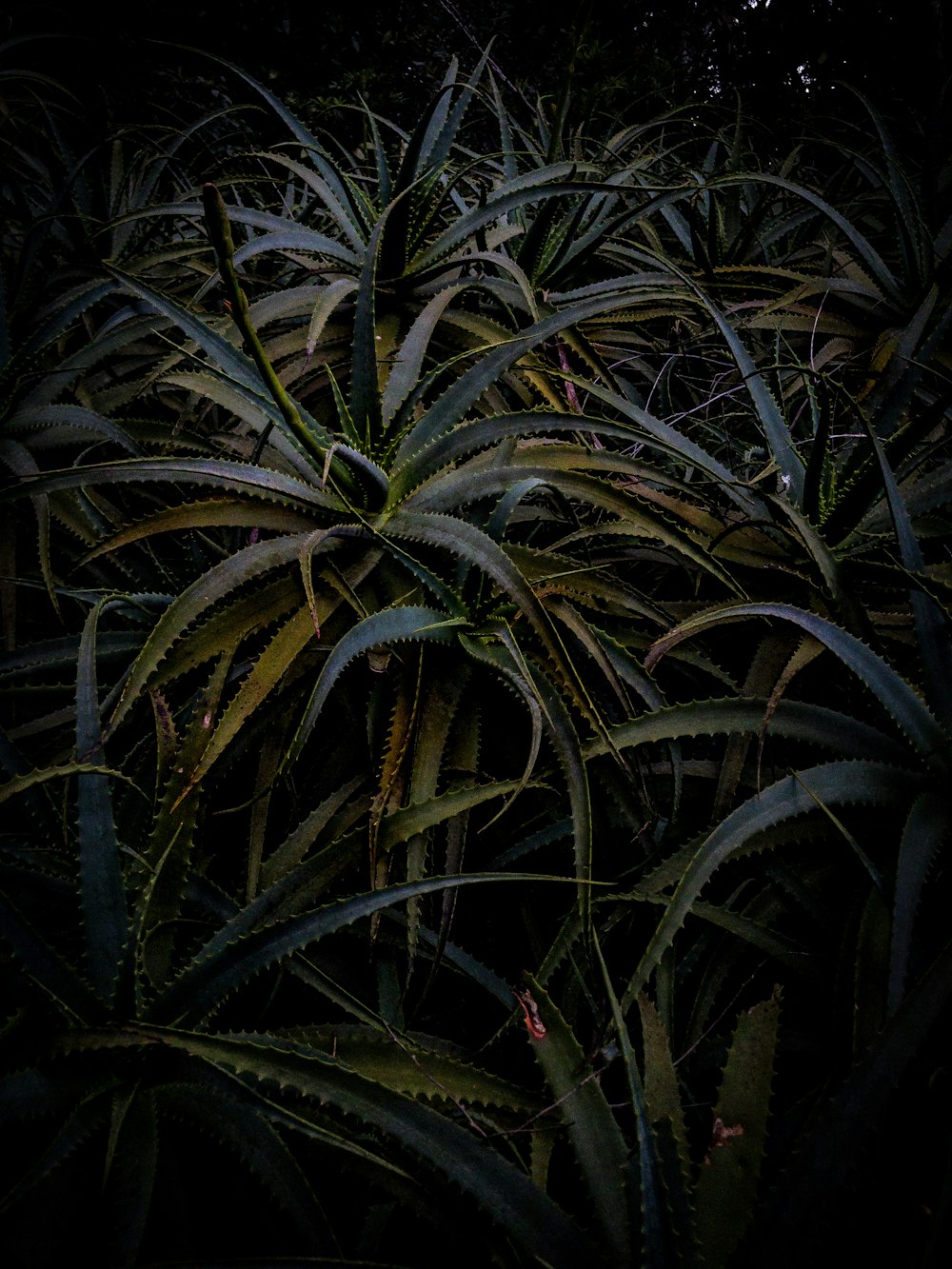 green-leafed plants