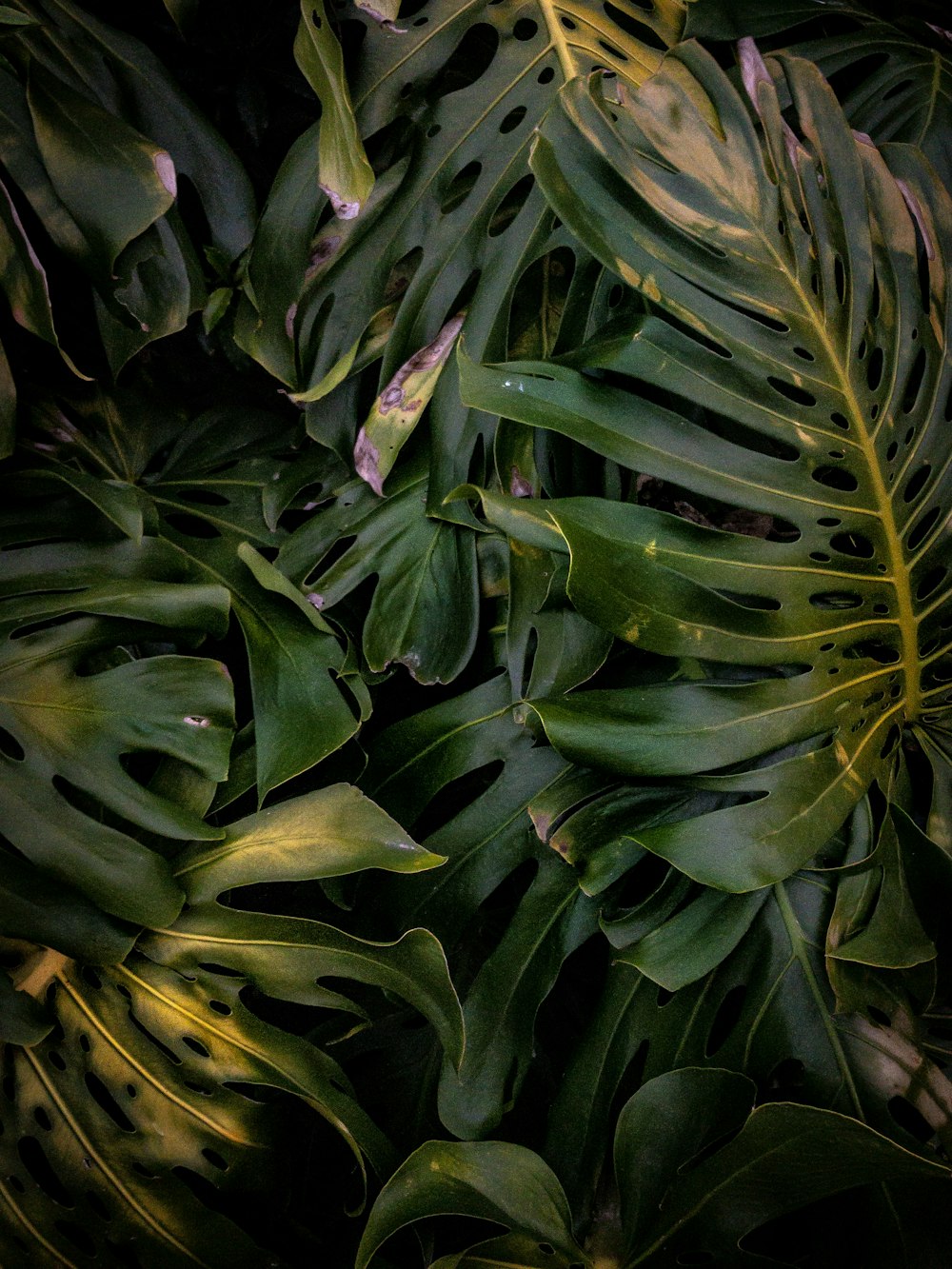 green leafed plants