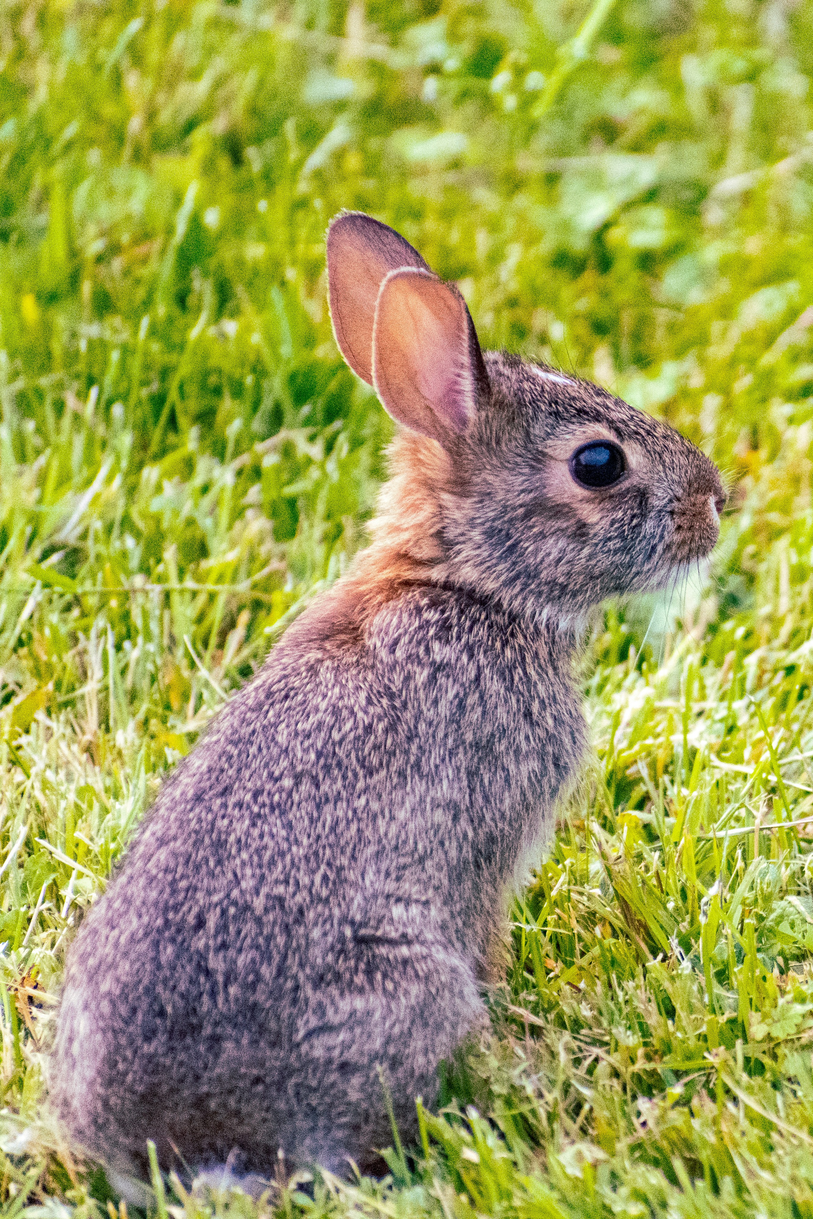 500 Rabbit Pictures Hd Download Free Images On Unsplash