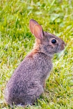 A small, fluffy rabbit with brown and gray fur sits on lush green grass. Its ears are perked up, and its round eyes are alert as it gazes into the distance.