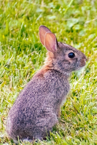 A small, fluffy rabbit with brown and gray fur sits on lush green grass. Its ears are perked up, and its round eyes are alert as it gazes into the distance.