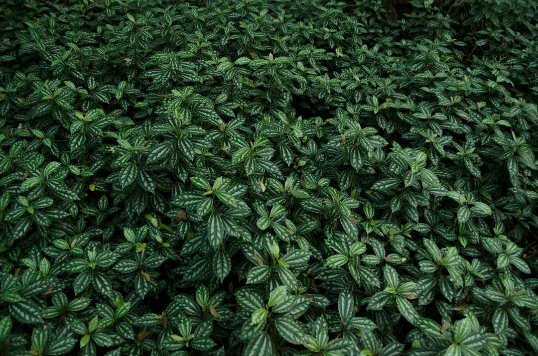 green leafed plant