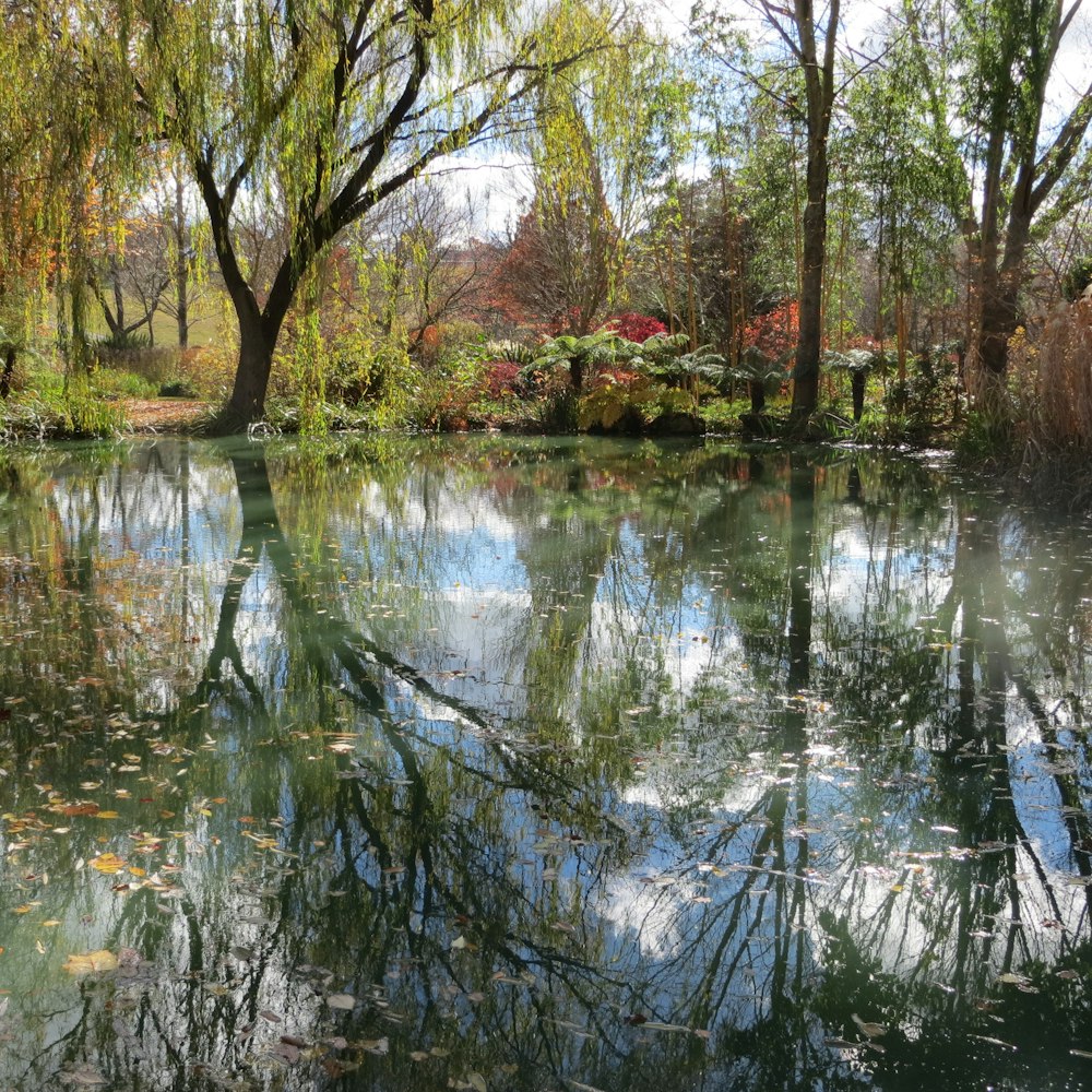 trees near body of water