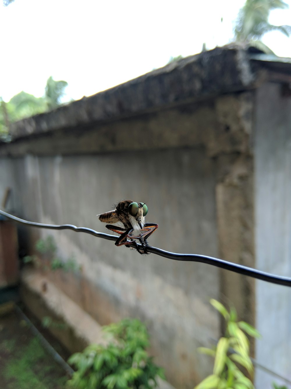 closeup photo of insect on cable