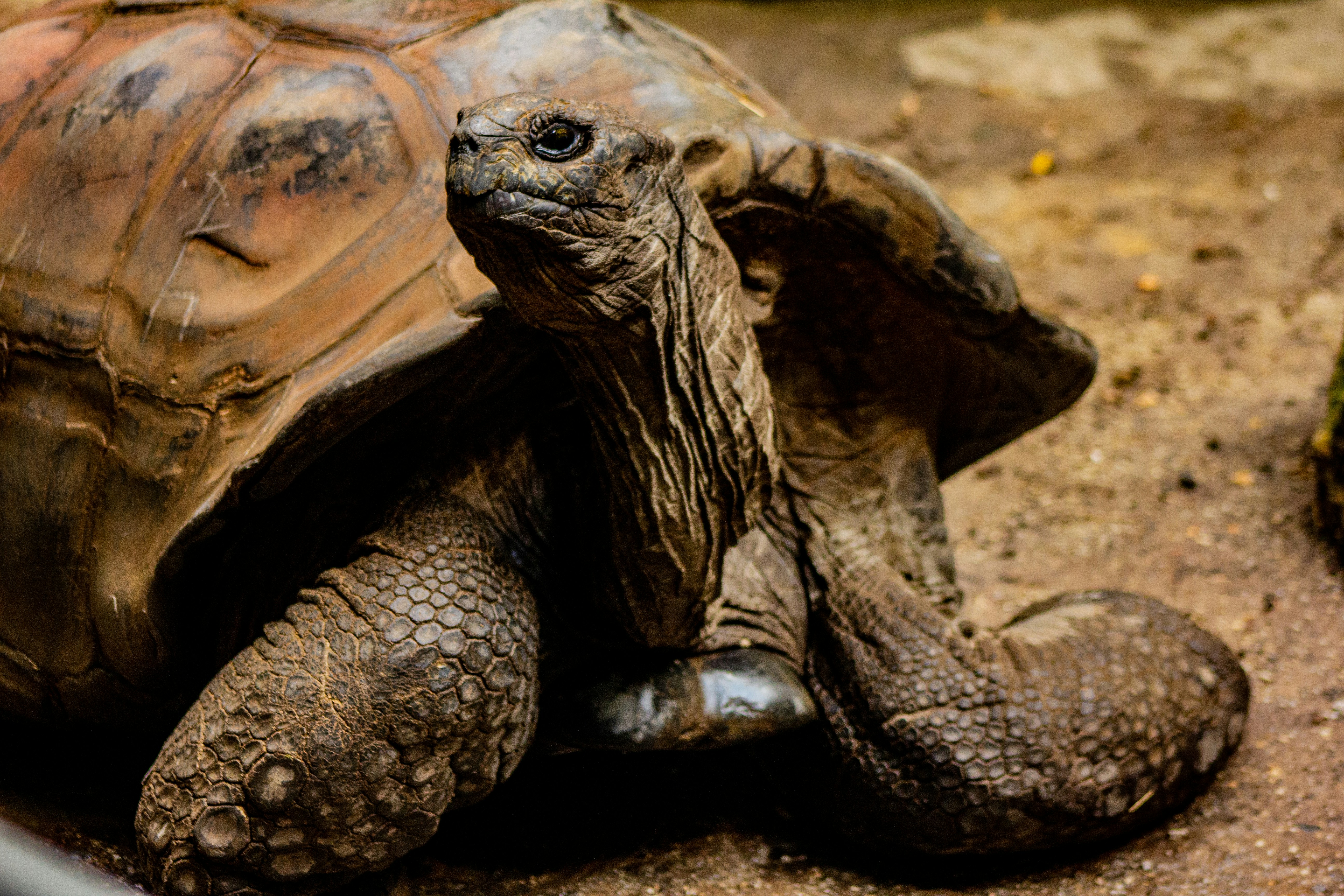 Photo by chakravarthi