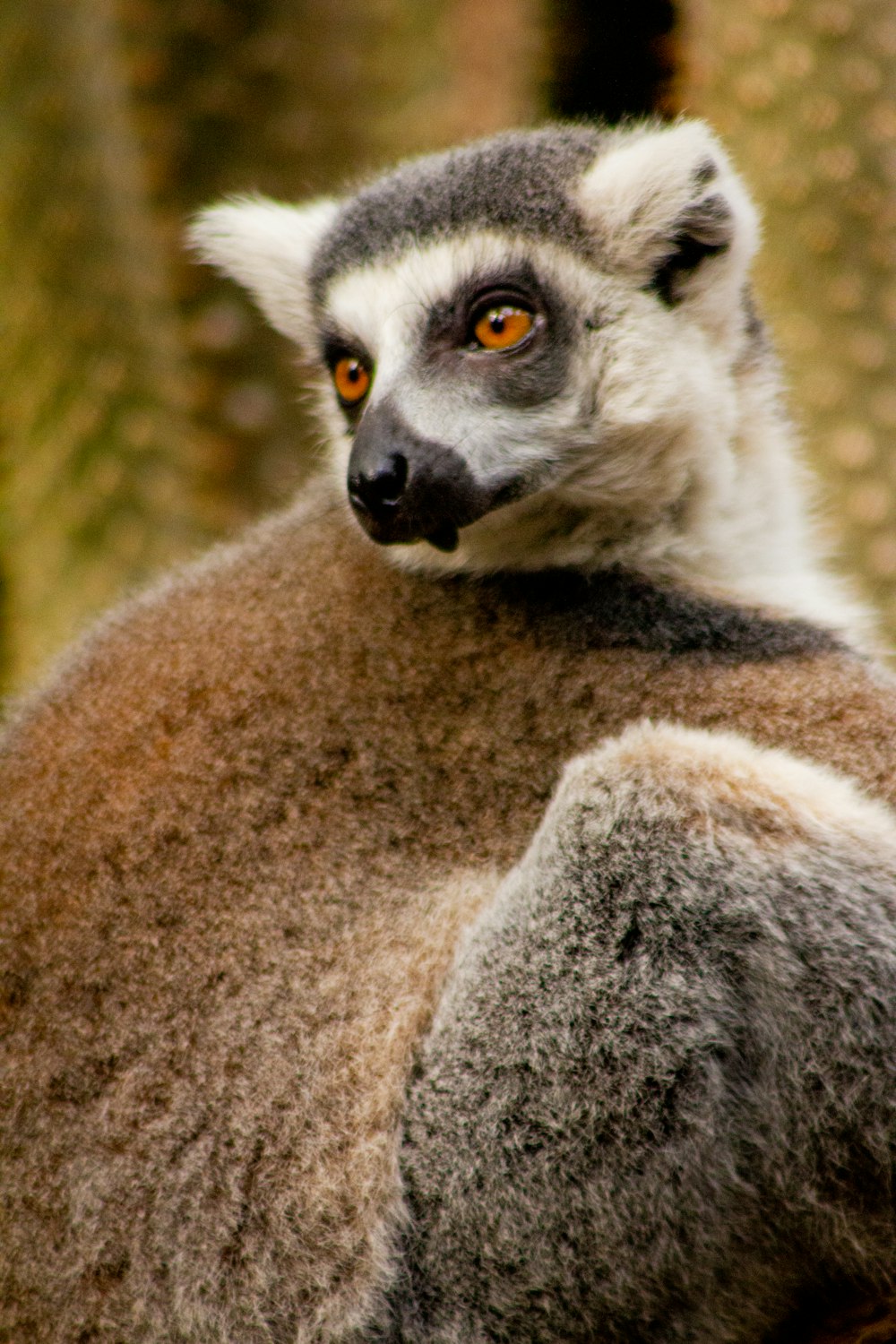 brown sloth