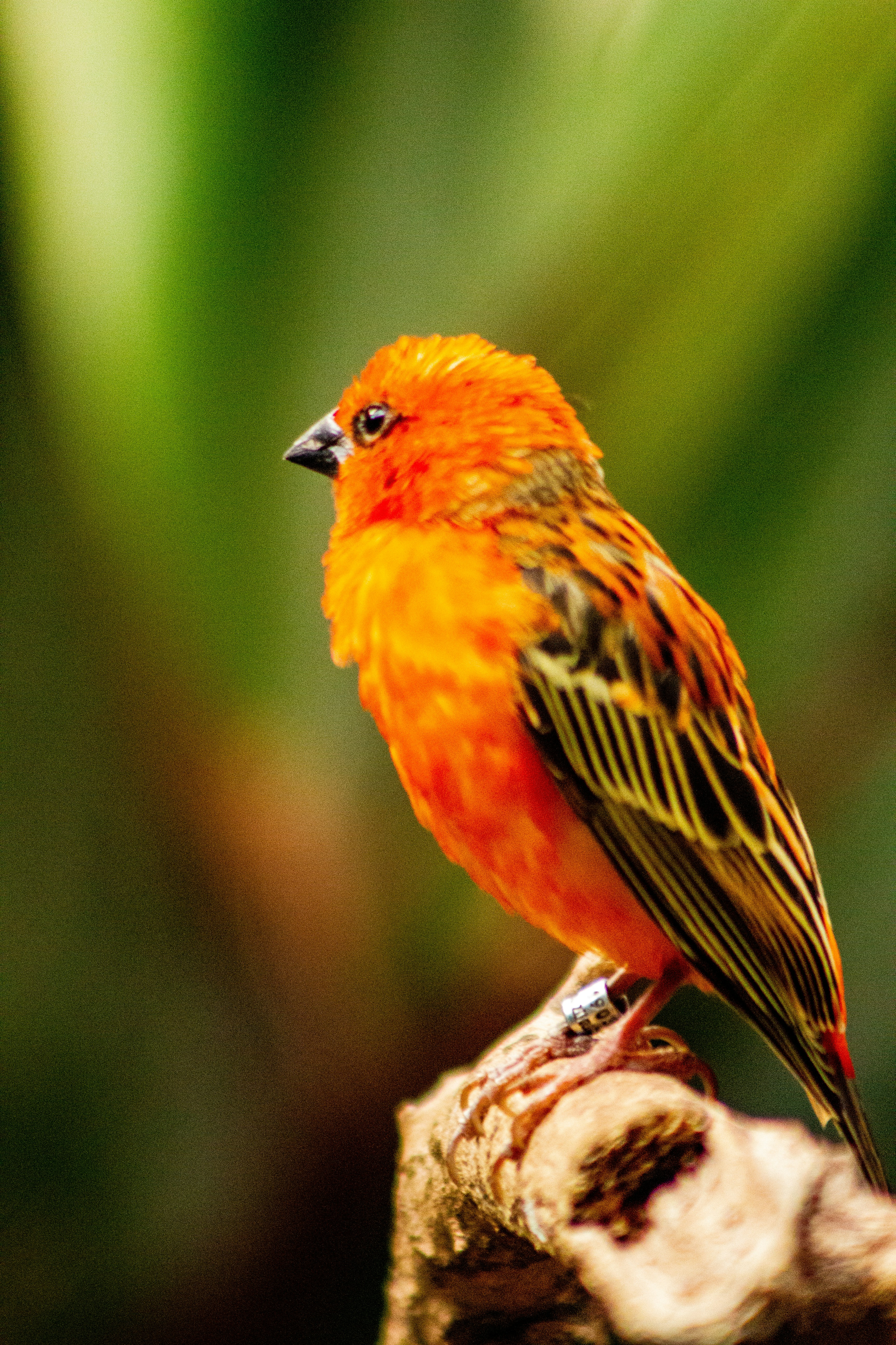 Photo by chakravarthi