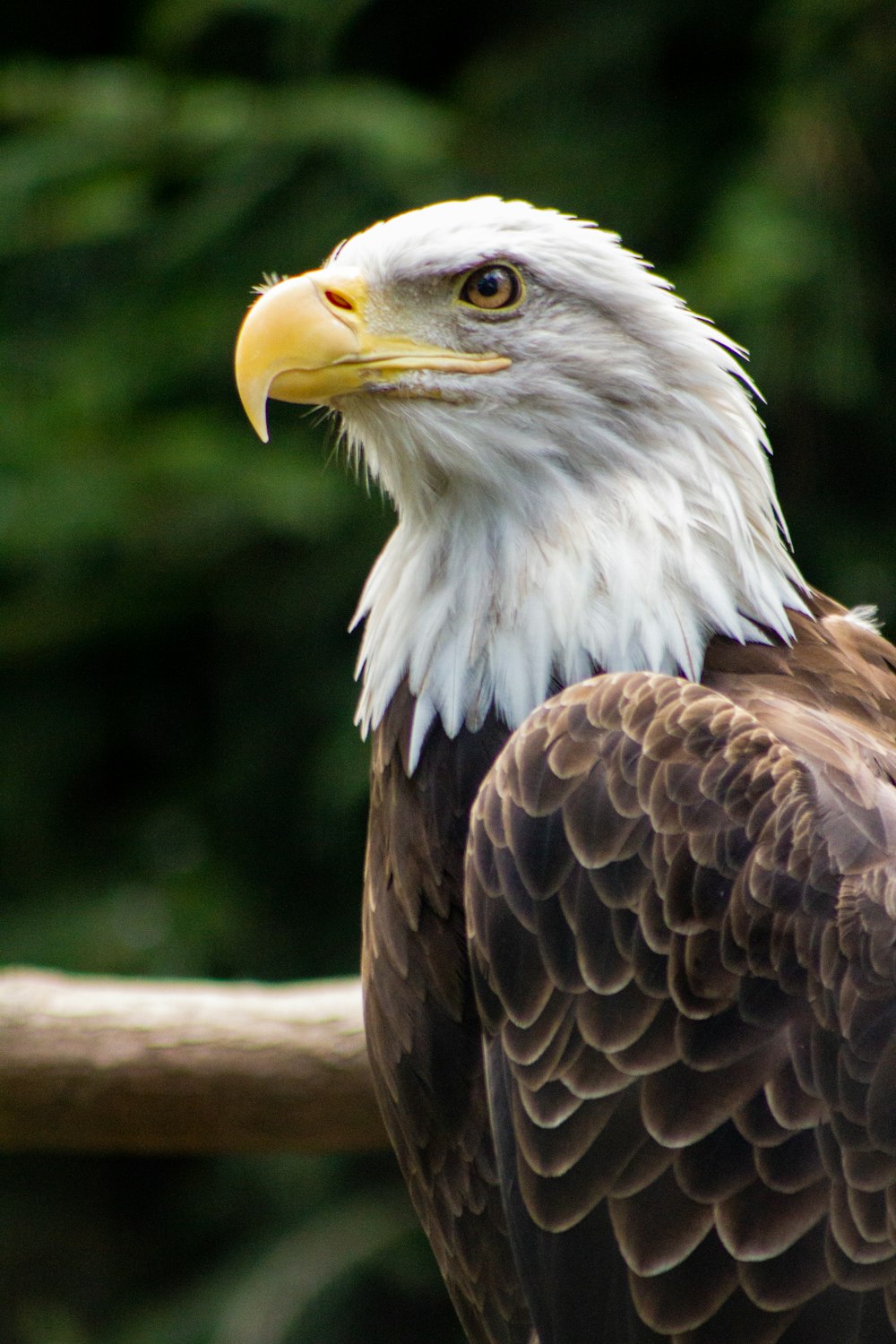 Fotografia de foco seletivo de águia careca branca e marrom