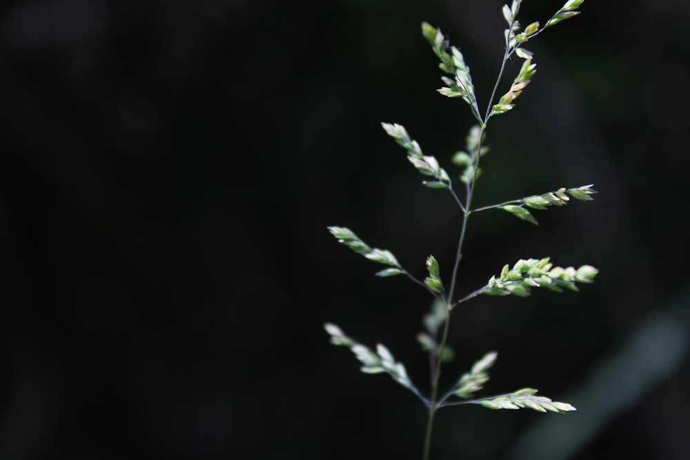 selective focus photography of green plant