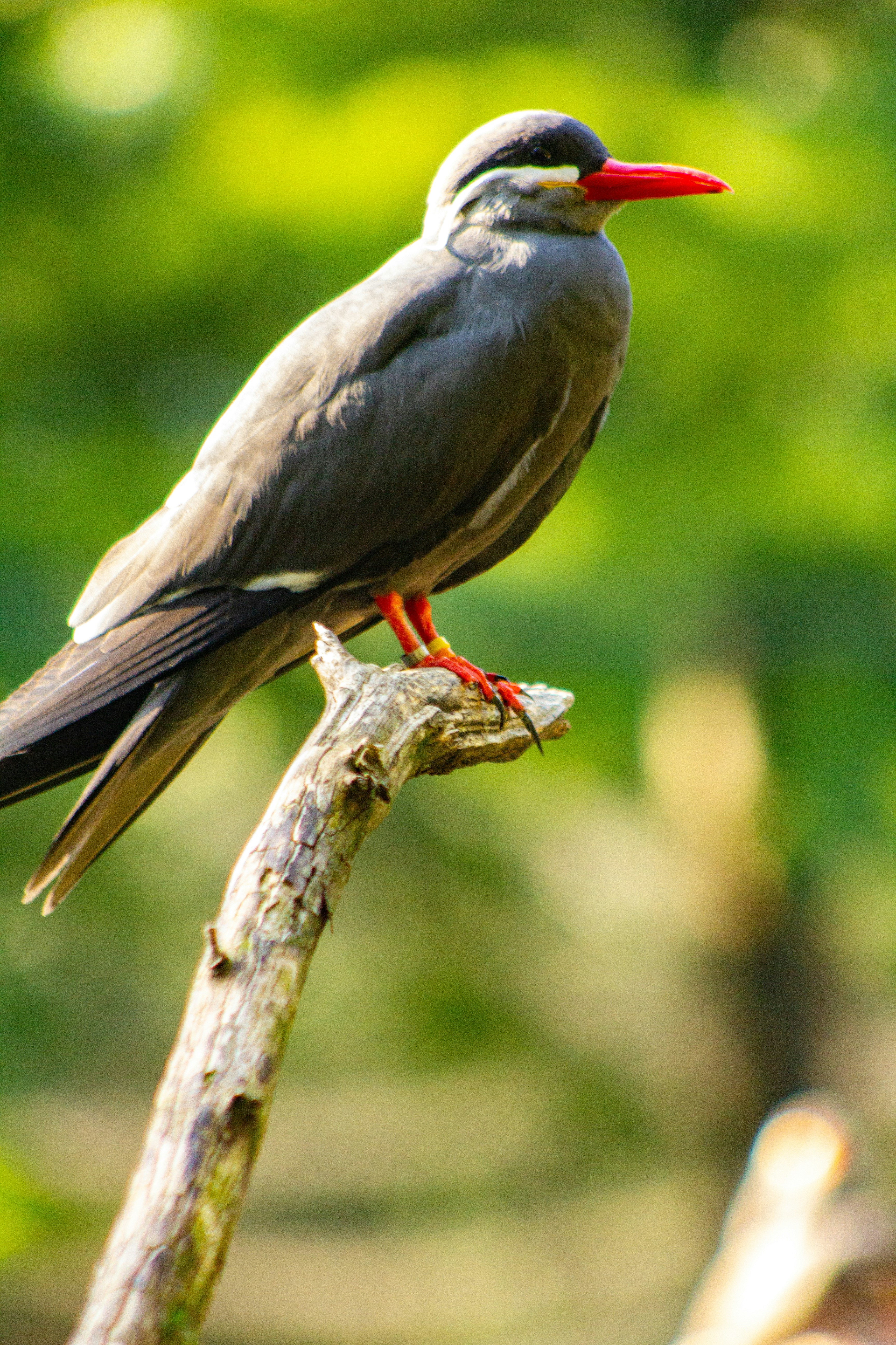 Photo by chakravarthi