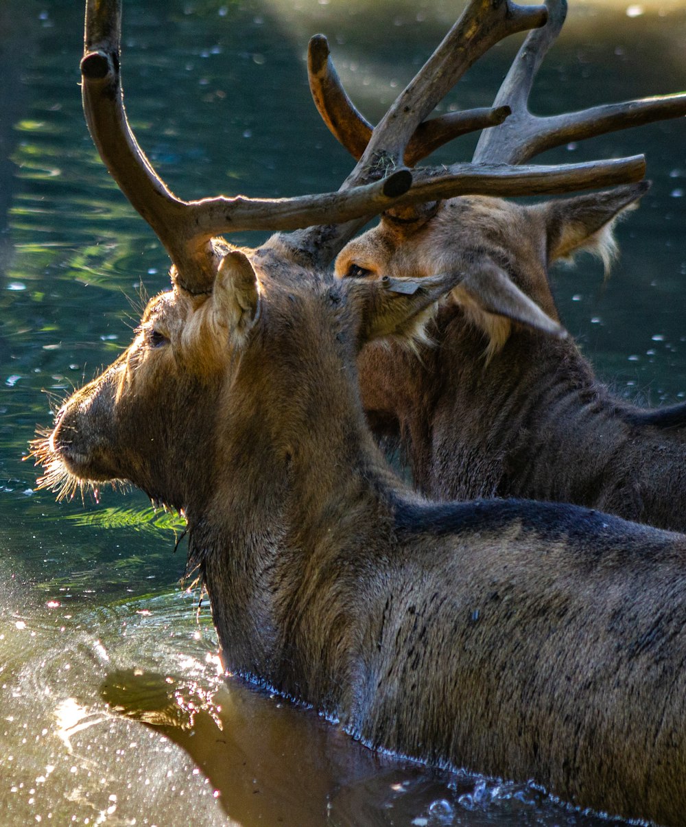two deer on body of water