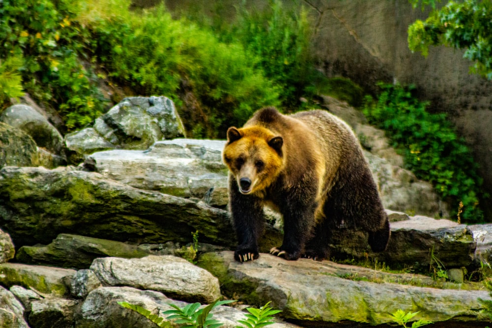 brown grizzly bear