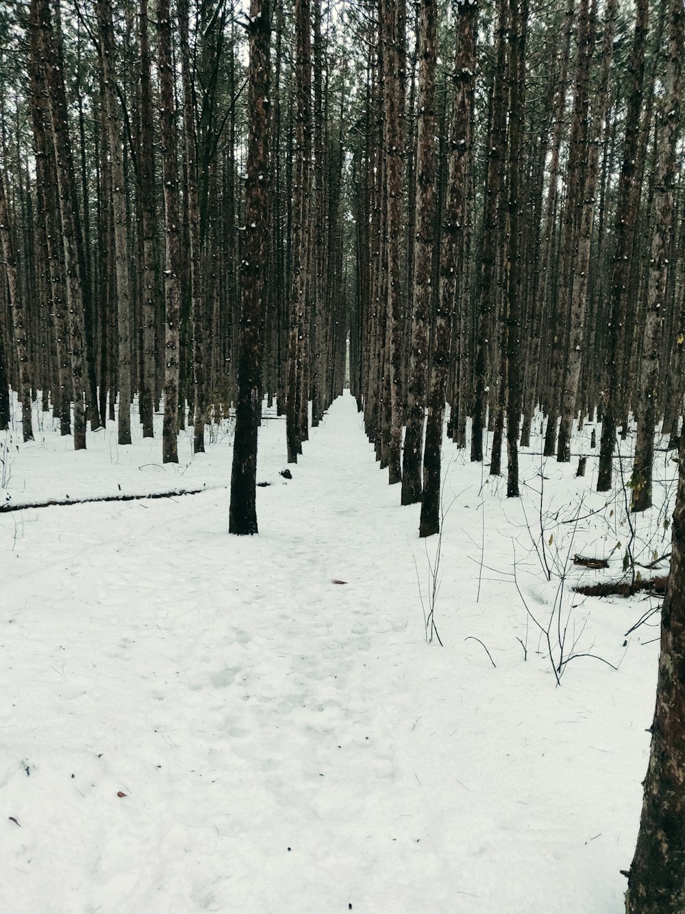 forest during daytime