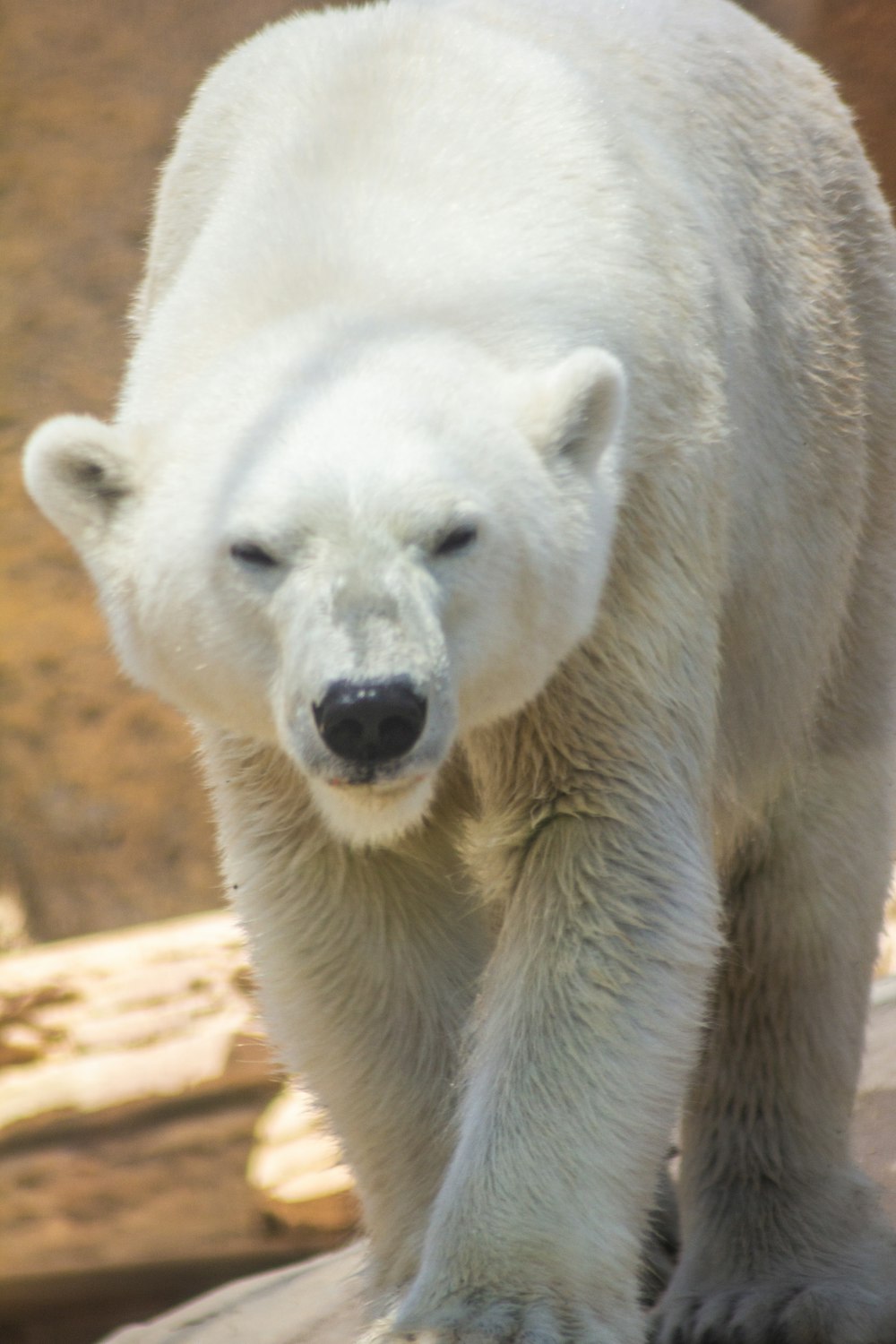 urso branco