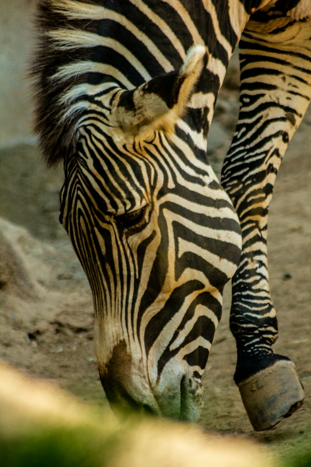 Zebra-Kopf
