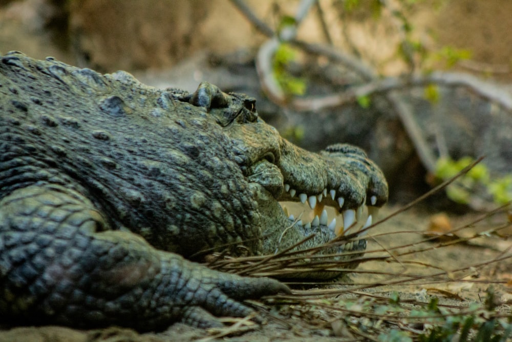 crocodilo com presas