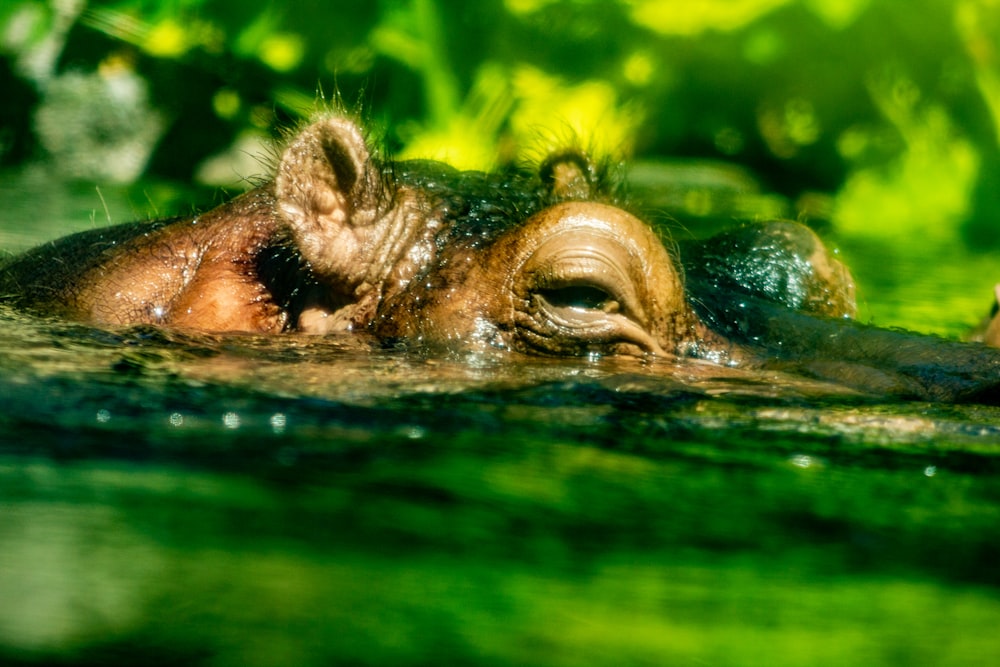 Hippopotamus in a body of water during daytime closed-up photography