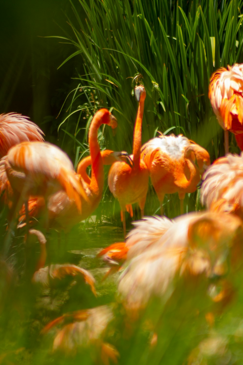 bando de flamingo