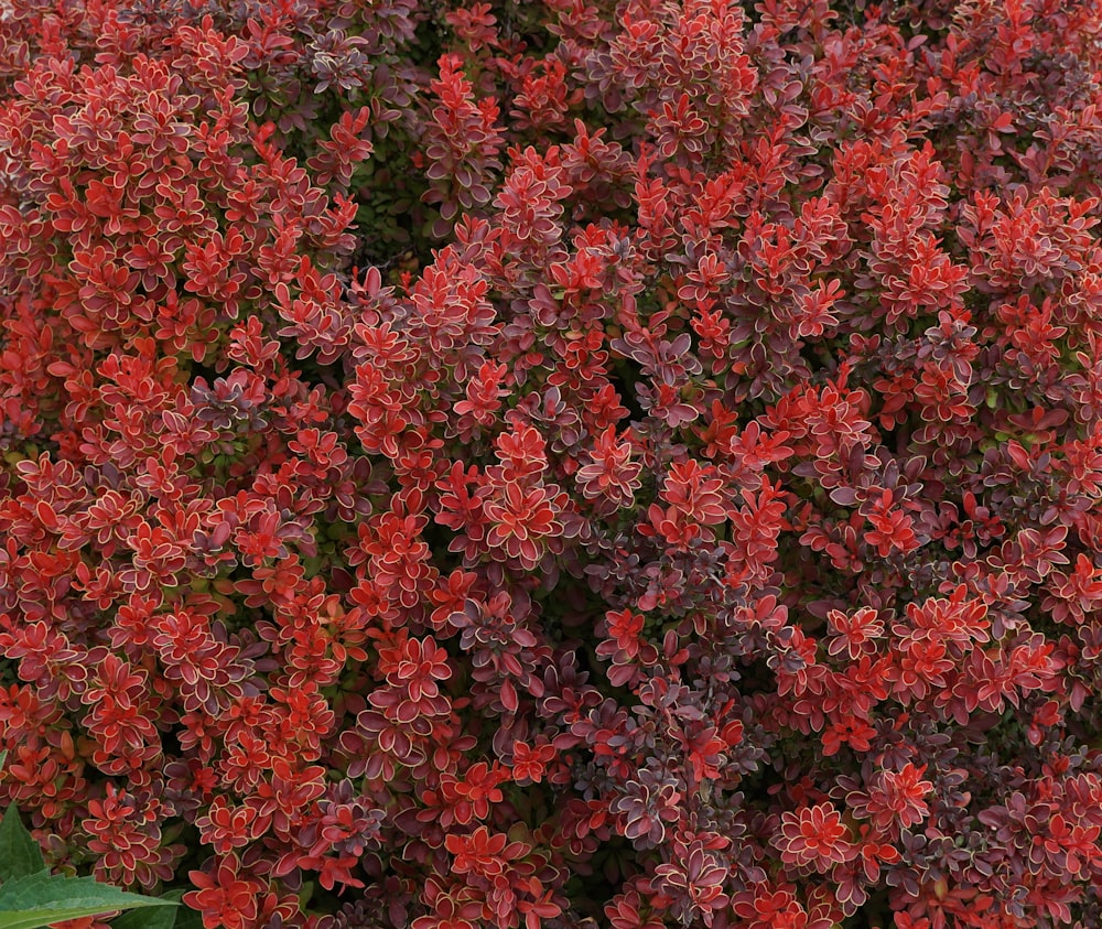 red leaf plant