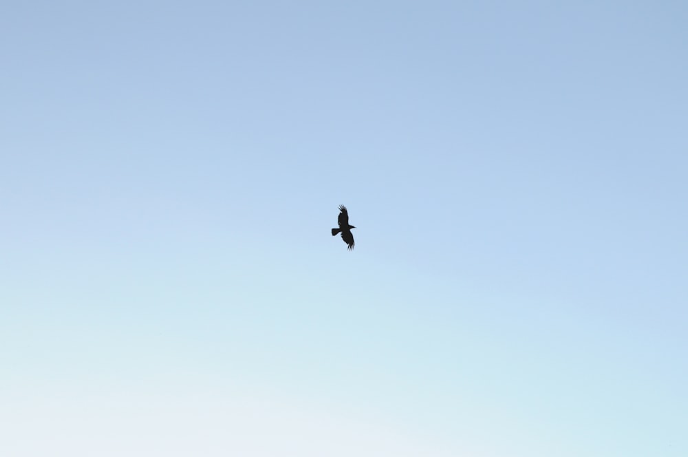 one bird flying on skies