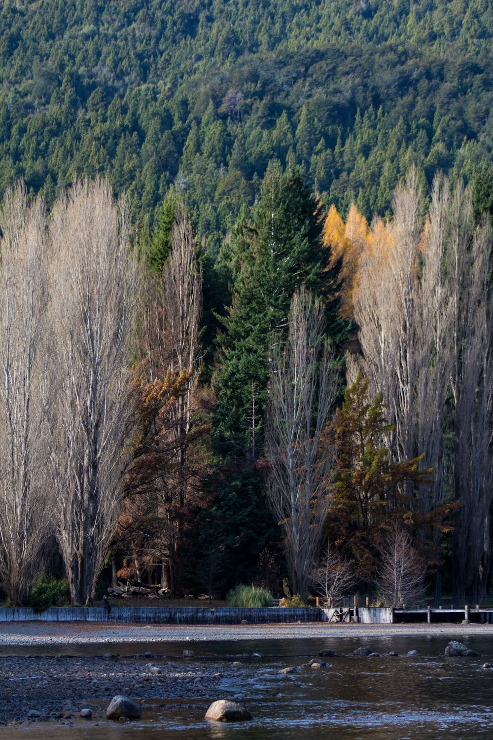 lined pine trees near body of water during daytime