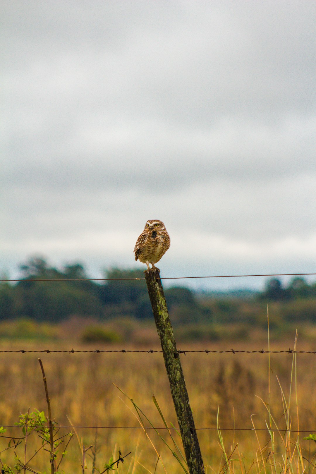 bird standing on pole