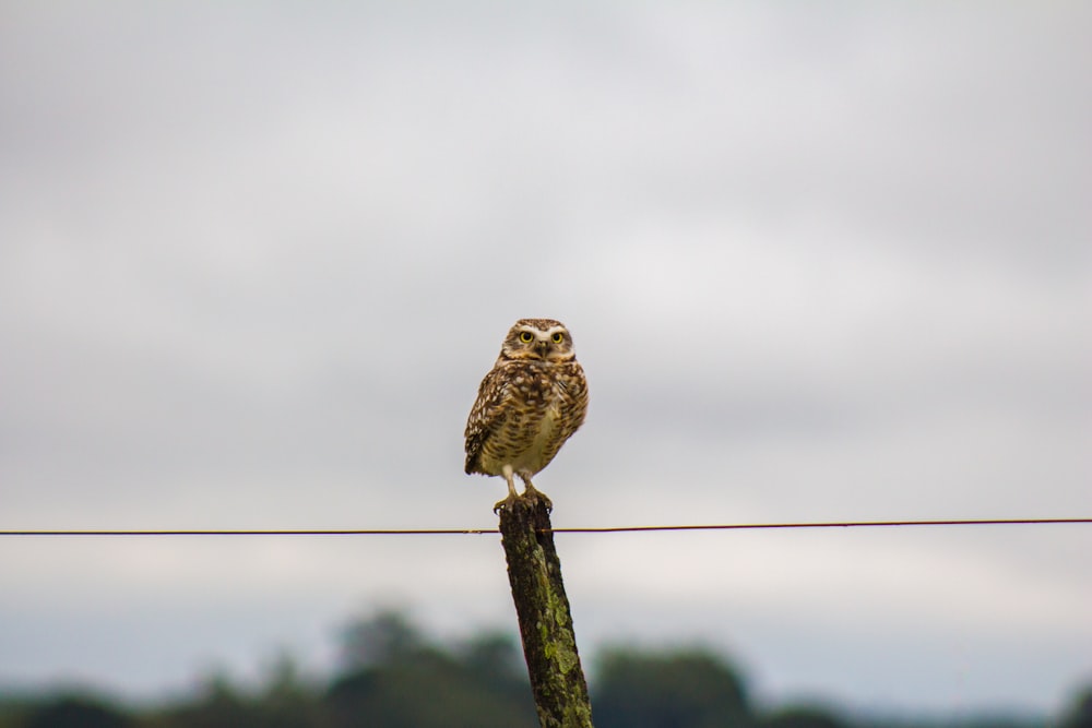 brown bird on wood log