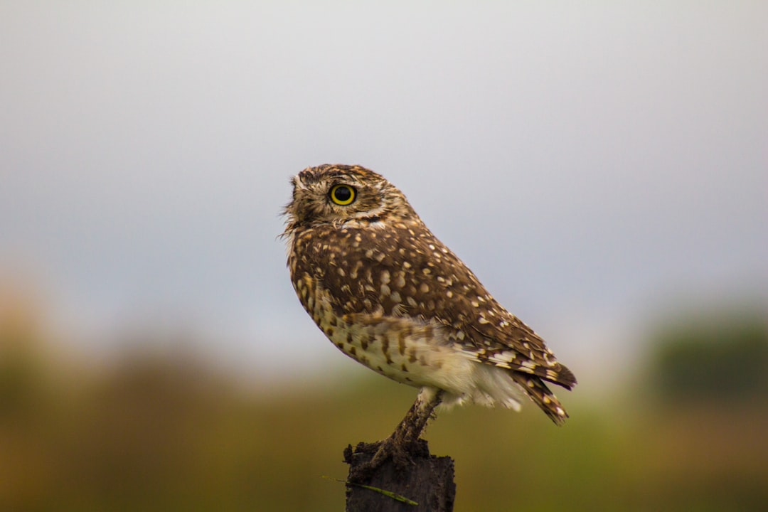brown owl standing on pole