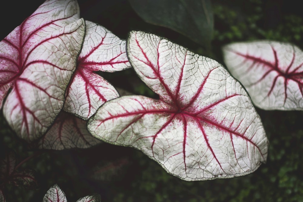 red and white plant