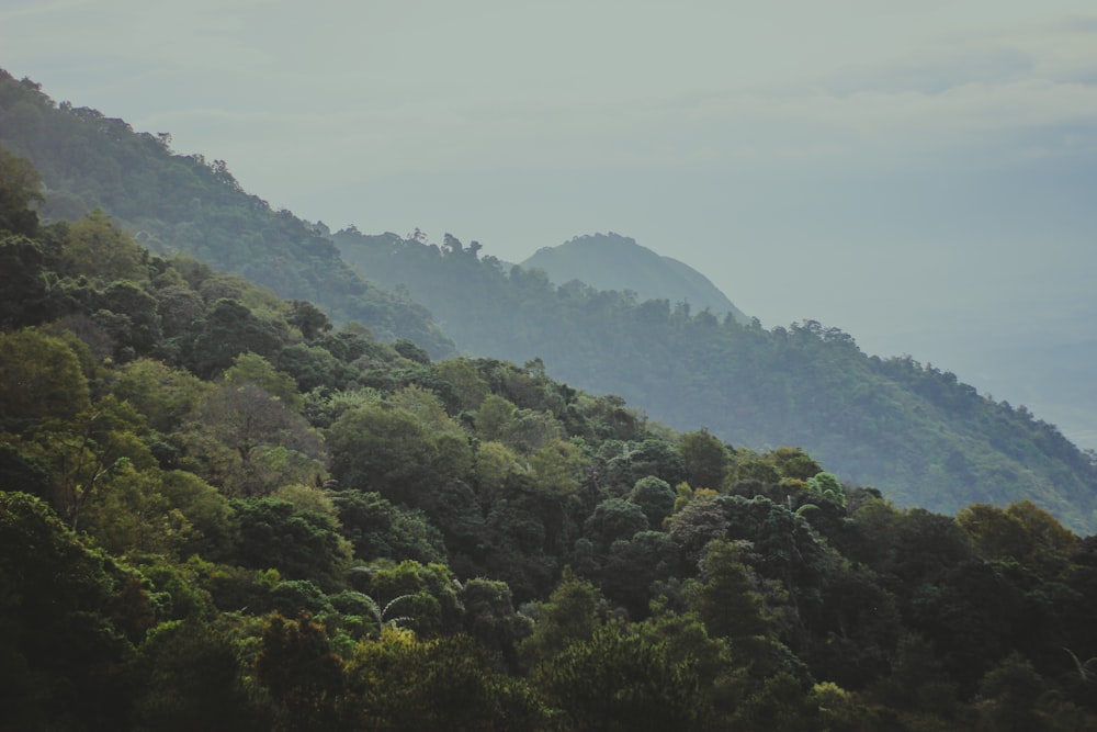 green trees