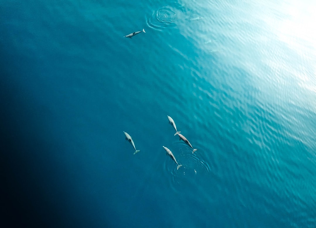 aerial photography of fishes