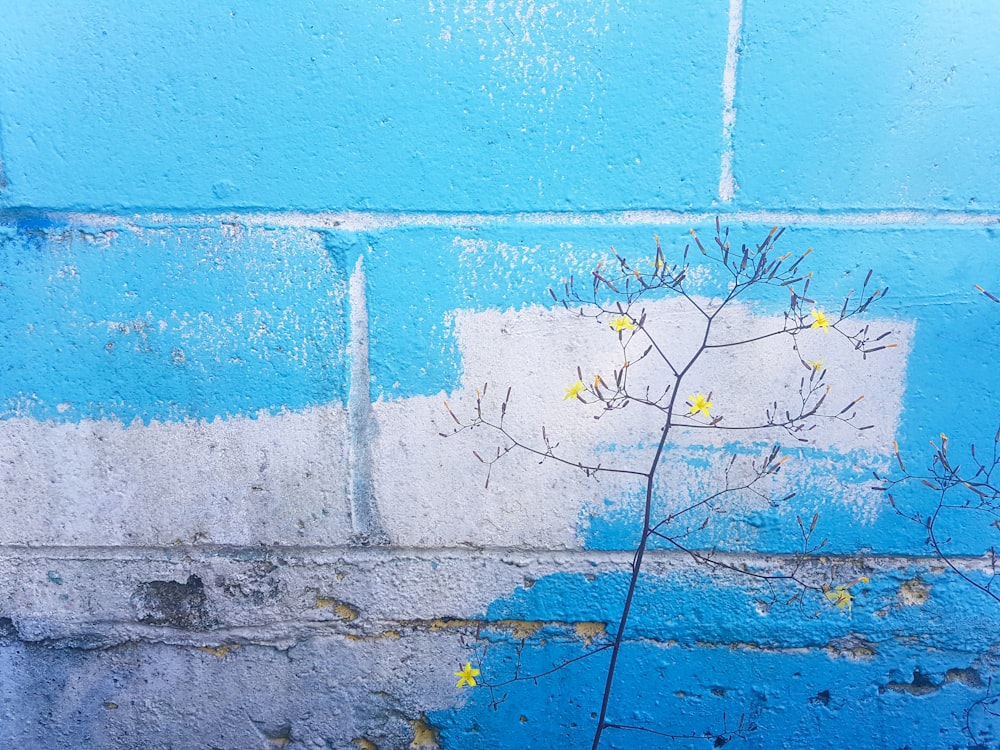 fleurs à pétales jaunes près d’un mur de béton bleu et blanc