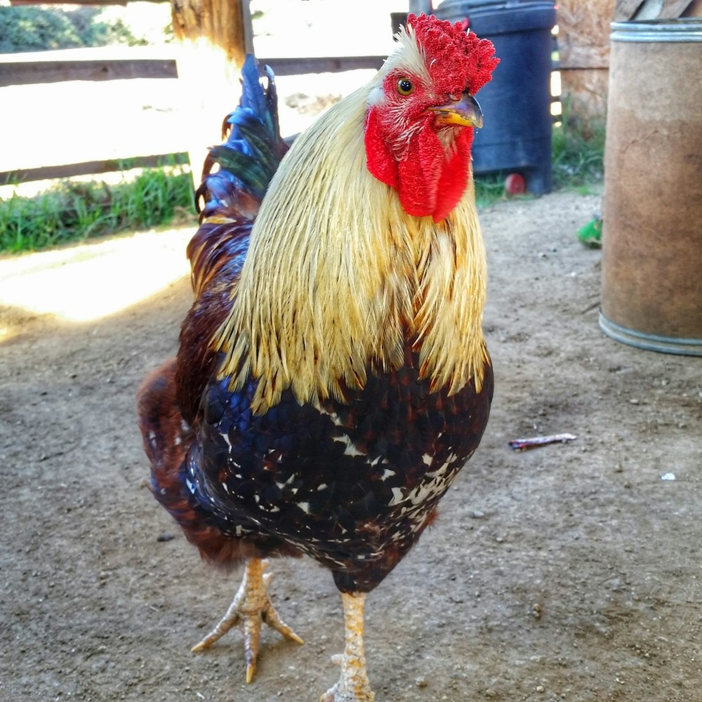 brown and yellow rooster