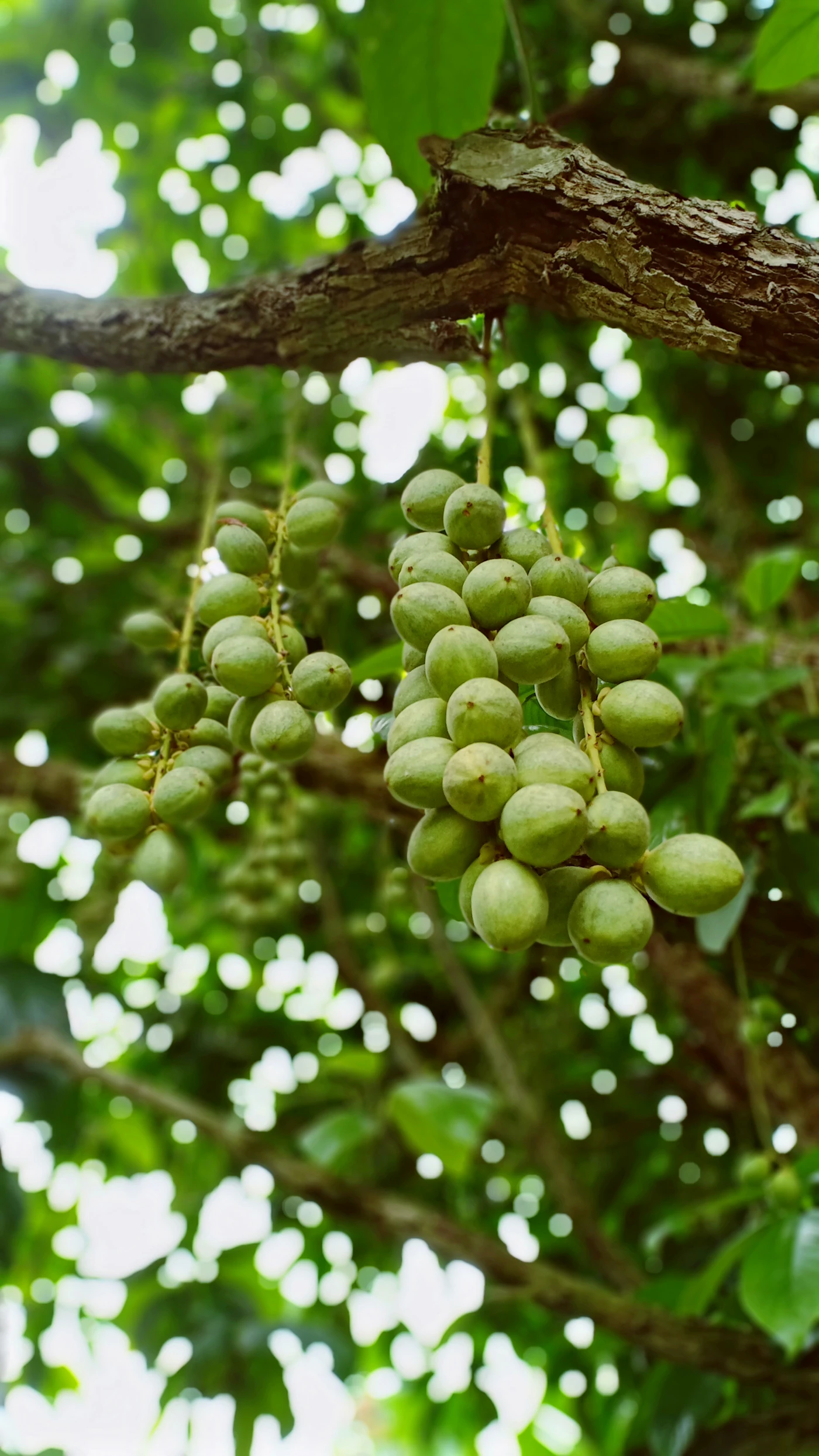 Green shea fruit growing on a standing tree