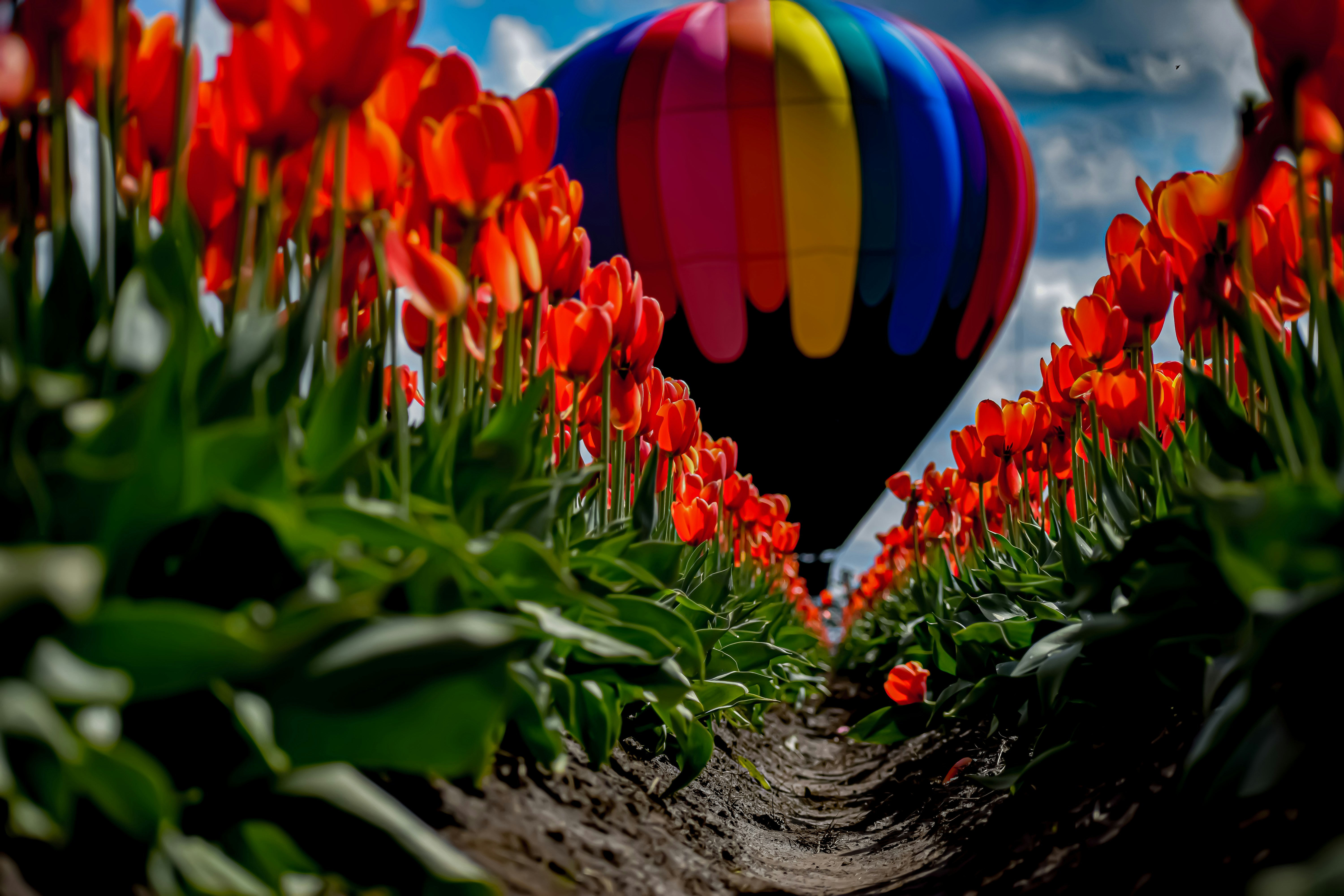 multicolored hot air balloon through red tulip fields