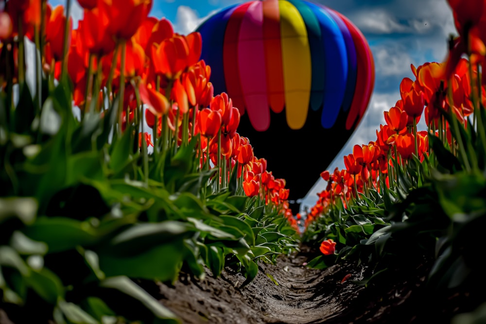 multicolored hot air balloon through red tulip fields