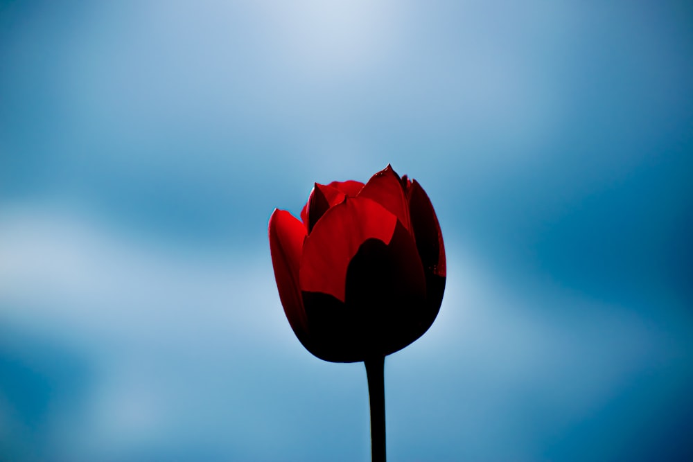 red tulip bud