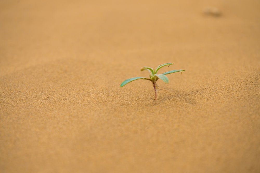 green leaf plant