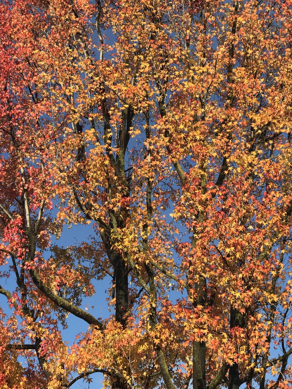 blooming orange flowering tree